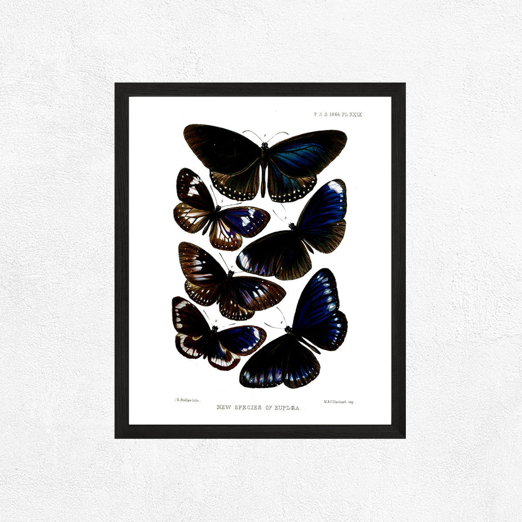 Butterflies Art Print - Dark Fairy Collection