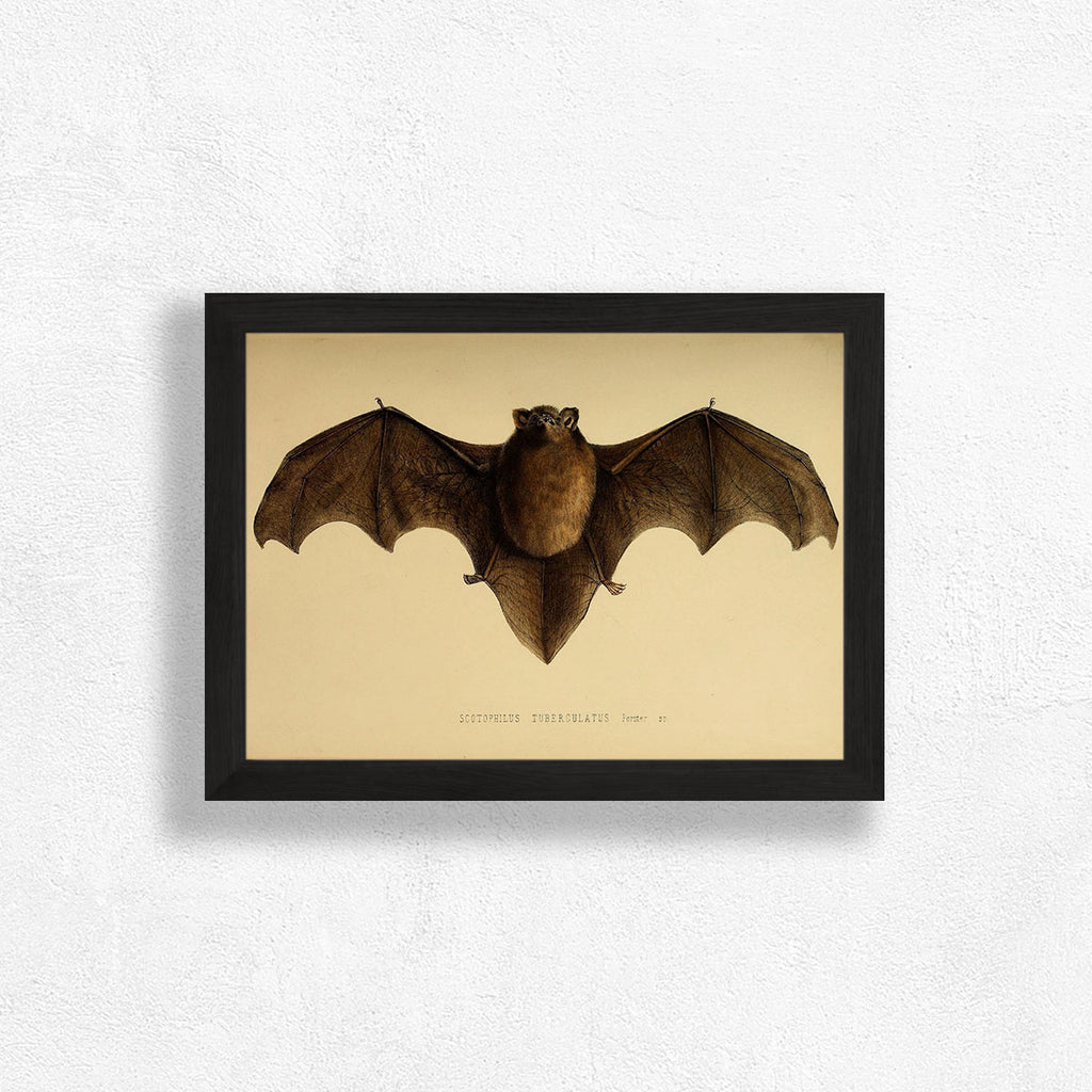 Bat Art Print - Harvest Moon Collection