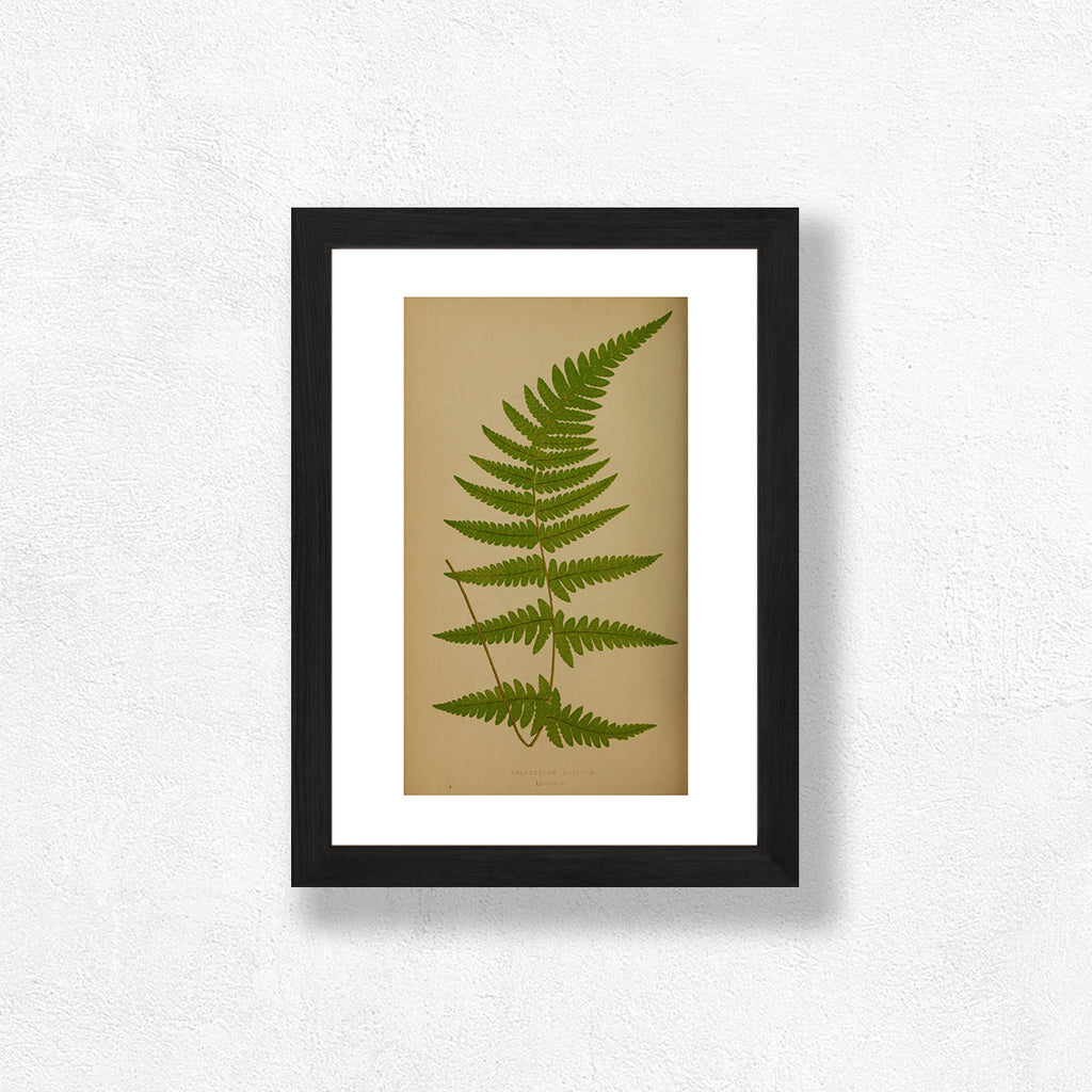 Fern Art Print - Magic Forest Collection