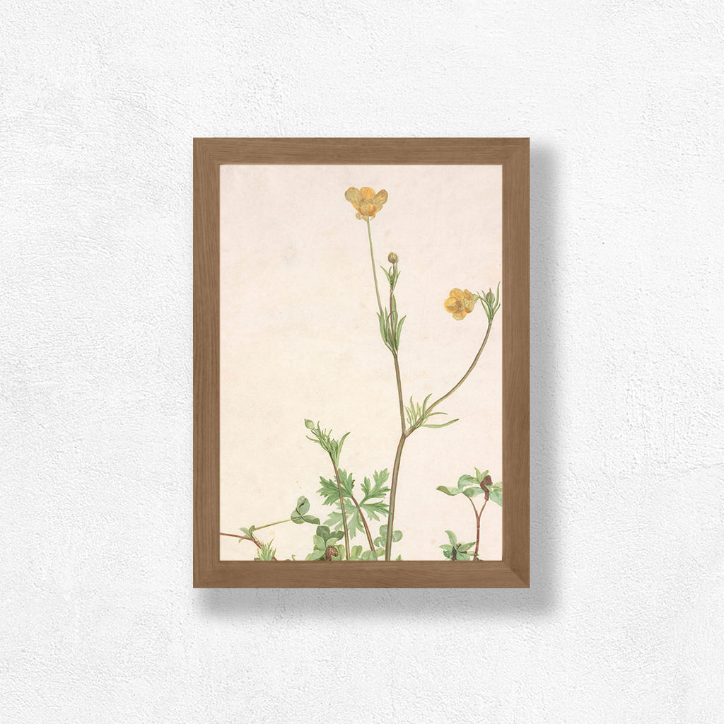 Kingcup Art Print - Magic Forest Collection