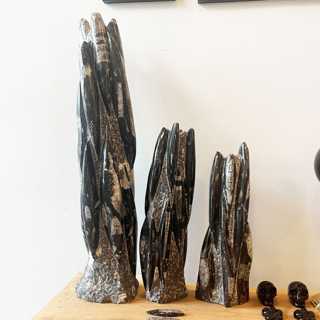 Orthoceras Standing Cluster