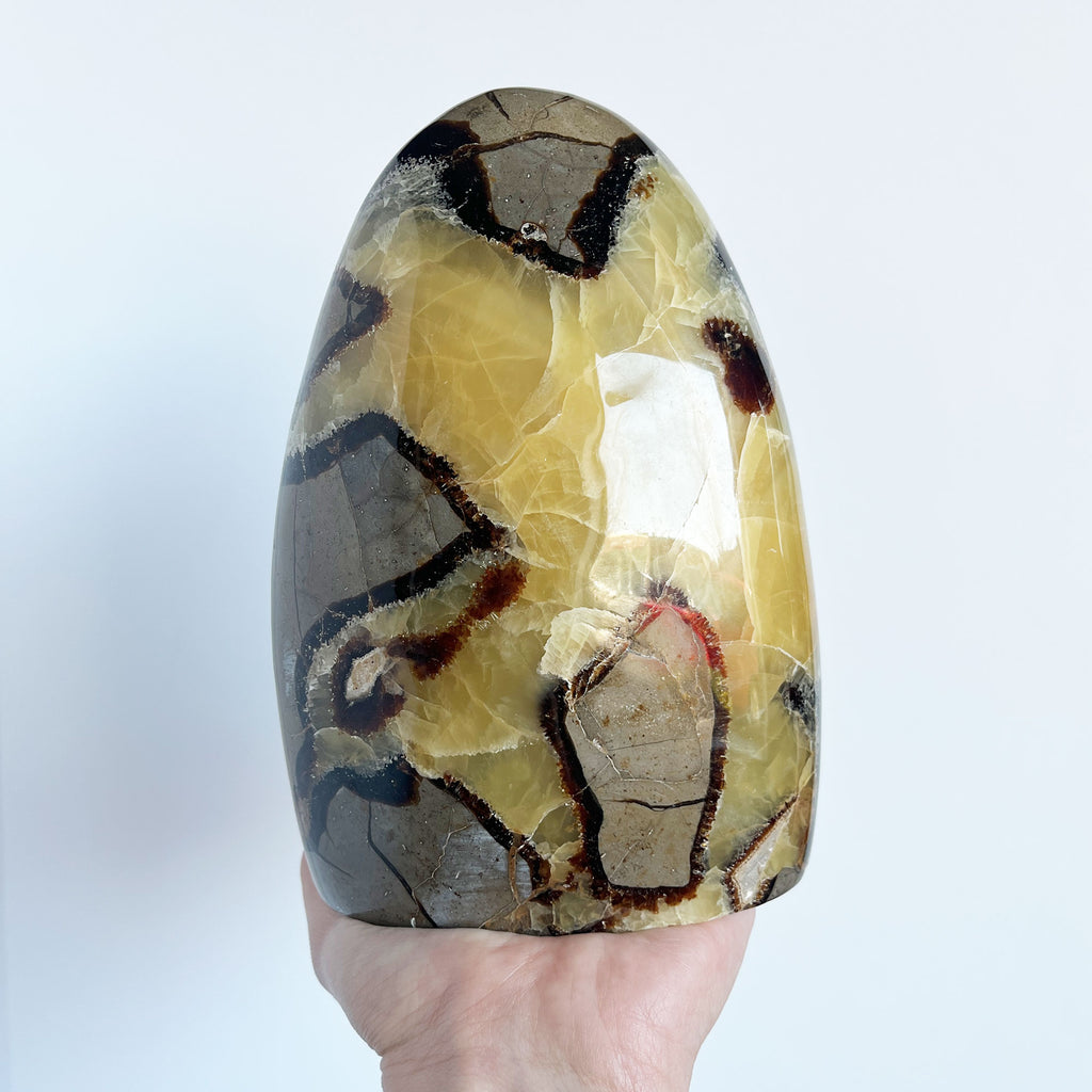 Septarian Freeform