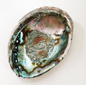 Overhead view of an empty Abalone shell