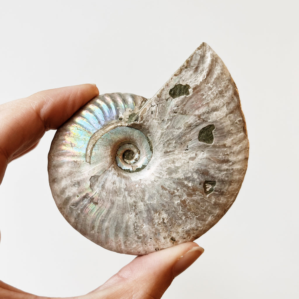 Rainbow Ammonite