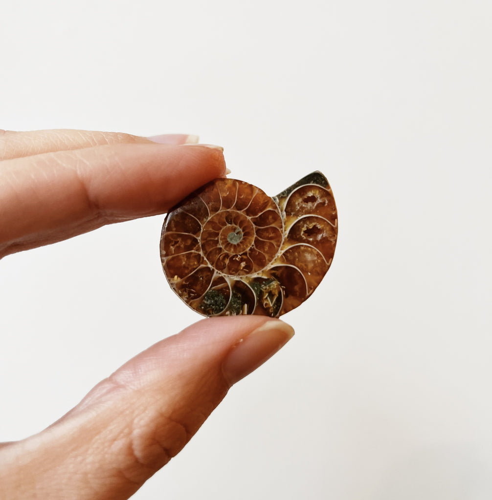 Red Ammonite fossil slice