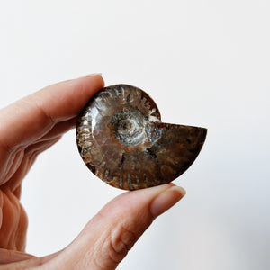 Red Ammonite fossil