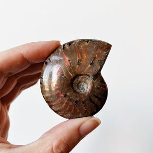 Ammonite with red flashes