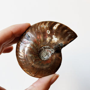 Hand holding a red ammonite fossil